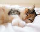 ポイント専用｜ねこの耳でお待ちしてます 使い道に迷う　クジのポイント　ねこの耳でお待ちしています☺︎ イメージ4