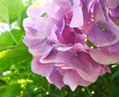 初夏の花の写真を10枚セットで提供します 鮮やかで儚い色に心を委ねてみてください イメージ3
