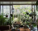 観葉植物の質問にお答えします 観葉植物、多肉植物を中心に植木の質問全般を受付けております！ イメージ2