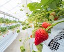 QS肥料を施用したイチゴ栽培のコンサルが出来ます 二度と困らない…栽培マニュアルを作成するサポートを致します! イメージ3