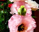 あなたの未来運勢が開花する時期、大幸運期を占います より深く自分自身の人生を知りたいあなたへ贈ります。 イメージ1