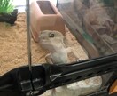 爬虫類の飼育方法相談乗ります レオパ、ヘビの飼育方法について教えます♪ イメージ1