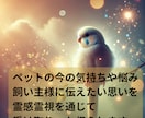 ペットと飼い主様の心の絆を深めます 霊感霊視×七占術でペットと飼い主様の心に癒しを！ イメージ4