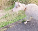 田舎移住のリアル、相談のります メリット・デメリット、向き・不向き、事例も紹介できます！ イメージ4