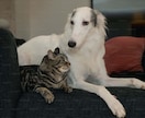 アニコミ/ペットと飼い主さんの相性診断します あなたと大切なペットとの「相性」をみていきます イメージ1