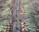 小さな菜園・畑の野菜栽培のお悩み相談をお受けします 1500坪のひだまりファームの経験から野菜作りをサポート イメージ4