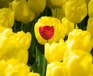 今後6ヵ月のあなたの出会いのチャンスをお伝えします 写真付き♪オラクルからの優しいアドバイス付き☆.。.:*・゜ イメージ1