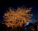桜の画像などを用意しています 夜桜の画像を用意しています他の写真も用意できます イメージ1
