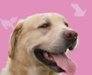 ペット名刺（PET NAME CARD）制作します セミオーダータイプ・50枚単位で注文可能！ イメージ4