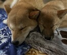 移住と生活のこと一緒に考えます りんご栽培にも挑戦中！農業のお話も！ イメージ8