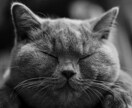 猫被ってることに疲れた貴方へ…その仮面剥がせます 毎日ヘトヘトで溜まっている愚痴や不満なんかを吐き出して下さい イメージ15