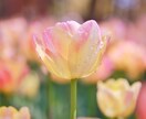 疲れた心をケアしませんか？あなたに寄り添います 辛い。寂しい。不安。抱え込んでいる感情を解放しませんか？ イメージ8