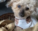 トイプードルの癒しの写真を提供します トイプードルのかわいらしい日常をお届けします イメージ2