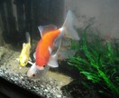 アクアリウム初心者向けアドバイスできます お魚飼育について悩んだらぜひお気軽に！ イメージ3