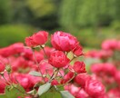 ご家族の思い出と、ペットのお写真を撮影します いつもの家族写真にわんことにゃんこもご一緒に イメージ3