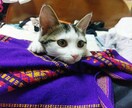 動画の制作や文字入れなどやってます 手が足りない、時間がないときにお気軽に イメージ1