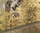 初めてハリネズミを飼いたい人にアドバイスします ハリネズミブリーダー歴8年の実績を活かして飼い方をサポート！ イメージ3