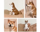 写真1枚から犬のオーダーメイドフィギュア作ります お写真1枚から手のひらサイズの3Dフィギュアをお作りします。 イメージ2