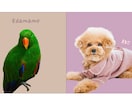 ペット×おしゃれな記念アートにいたします 記念写真・プレゼントに＊くすみカラーでインテリアにも◎ イメージ2