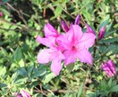 ツツジの写真あります 去年の5月に撮影した、公園に咲く花の写真です。 イメージ3