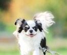静止画でレタッチ済みの綺麗なデータをお渡しします コンテスト入選歴有、プロフィール写真で仕事増加した事案有り！ イメージ10