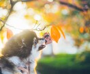 世界に一つの愛犬レザーアイテムを創ります 写真を手描き風に加工しレザーへ刻印。ペットの魅力を形にします イメージ6