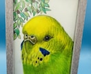 オーダーメイド色鉛筆画　世界に一つの原画になります 愛鳥や野鳥を色鉛筆でひと塗りひと塗りリアルに仕上げます。原画 イメージ3
