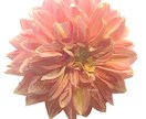 撮られました思い出のお花をイラストへ写し出します 生きてる様なイラストを描きます イメージ3