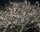 あなたの希望する写真撮影します あなたの望む写真を僕に撮らせてください。、 イメージ2