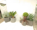 植物全般のお悩み相談、技術指導、承ります 観葉植物、お花、植木、育成、植え込み、デザイン、何でもOK イメージ9