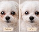 犬猫のためのナチュラルアロマケアをお伝えします ペットの性格・体質に合う香りとケア方法 イメージ3