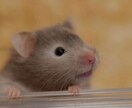 ペットリーディング承ります 大切なペット（亡くなった子も可）の気持ちをお届けいたします！ イメージ4