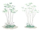 植物のイラスト(樹木、お花、ハーブ等)作成します 植栽知識を活かした様々な種類の素材を作成できます。 イメージ3