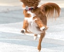ブログで使える犬のフリー画像50枚を集めます 様々なシチュエーションに対応!!可笑しい!可愛い!!犬の画像 イメージ4