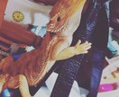 ペットのお世話のお悩み解決します ペットのお世話でお困りの方ご相談下さい! イメージ2