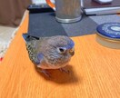 アキクサインコのブリーダーを紹介します インコ飼育経験がある方推奨!! イメージ6
