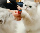 大切なペットの表情を自然な感じで撮影いたします 自然な感じで大切なペットは撮影致します イメージ3