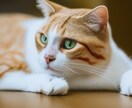 アイコンの販売をします 商用利用可能なイラストです。ねこちゃん イメージ1