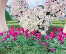 TDR初心者の方へ！楽しい周り方教えます ディズニーランド初心者、楽しみたい方へ！ イメージ6