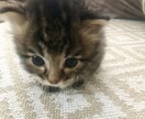 お試し3日間＊赤ちゃん子猫の育成をサポートします 生後0日〜相談OK！子猫育成が不安なあなたに寄り添います イメージ1