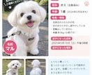 迷子ペットの捜索ポスター作ります 大切なペットを見つけるためのポスターを作成します イメージ2