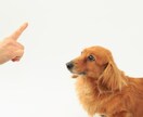 動物看護師がペットのお悩み解決します 素朴な疑問から動物看護師ならではの視点でお答えします イメージ1