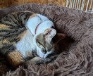 長野県内の写真撮影承ります 長野県内の確認用写真を撮影します。現地確認に最適です。 イメージ2