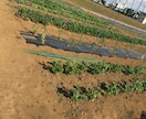 プロの有機農家が野菜のつくり方を教えます 家庭菜園で上手く野菜をつくれない方や野菜栽培に興味のある方へ イメージ9