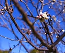 愛知県内の写真を代行して撮りに行きます 見たことない景色をあなたへ。。。 イメージ3