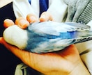 小鳥と仲良くなる方法！インコや文鳥などを飼ってみたい方の相談所。15年程の経験を元にアドバイス！ イメージ3