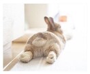 ３０分なんでもお話聞きます 日頃のストレスや愚痴、イチャイチャしたいって方（男性限定） イメージ1