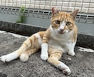 大好きな趣味の話をじっくり聞きます 人には話しにくいマニアックな趣味もOK! イメージ5