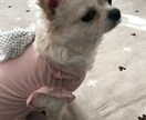 電話は苦手という方にメッセージでやりとりします 愚痴、悩み、恋愛相談なんでもお聞きします イメージ1