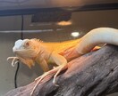 爬虫類コンサルタント承ります 爬虫類飼育の扉を開こう！！一緒に悩みましょう！ イメージ4